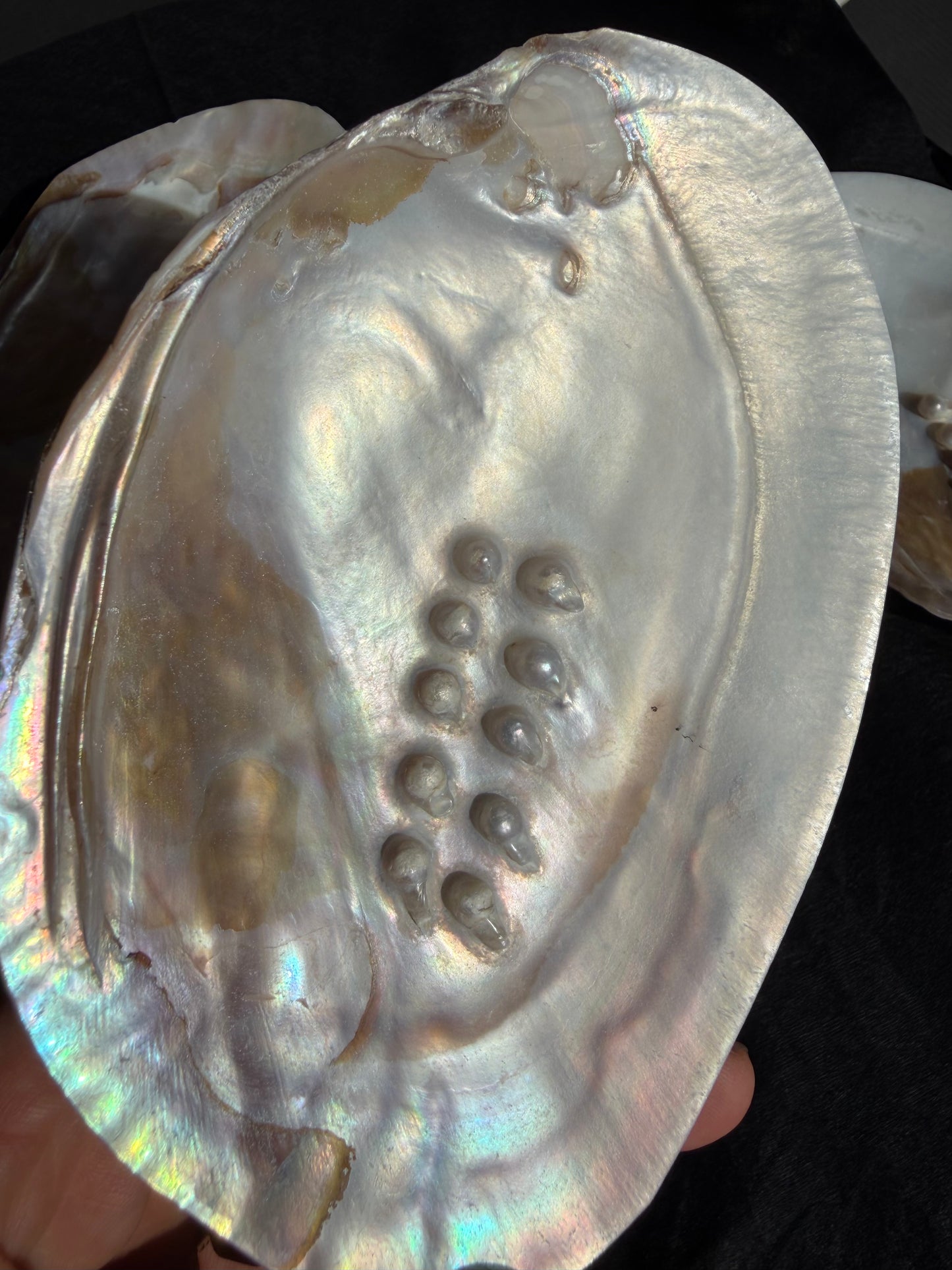 Pearlised Polished Shell