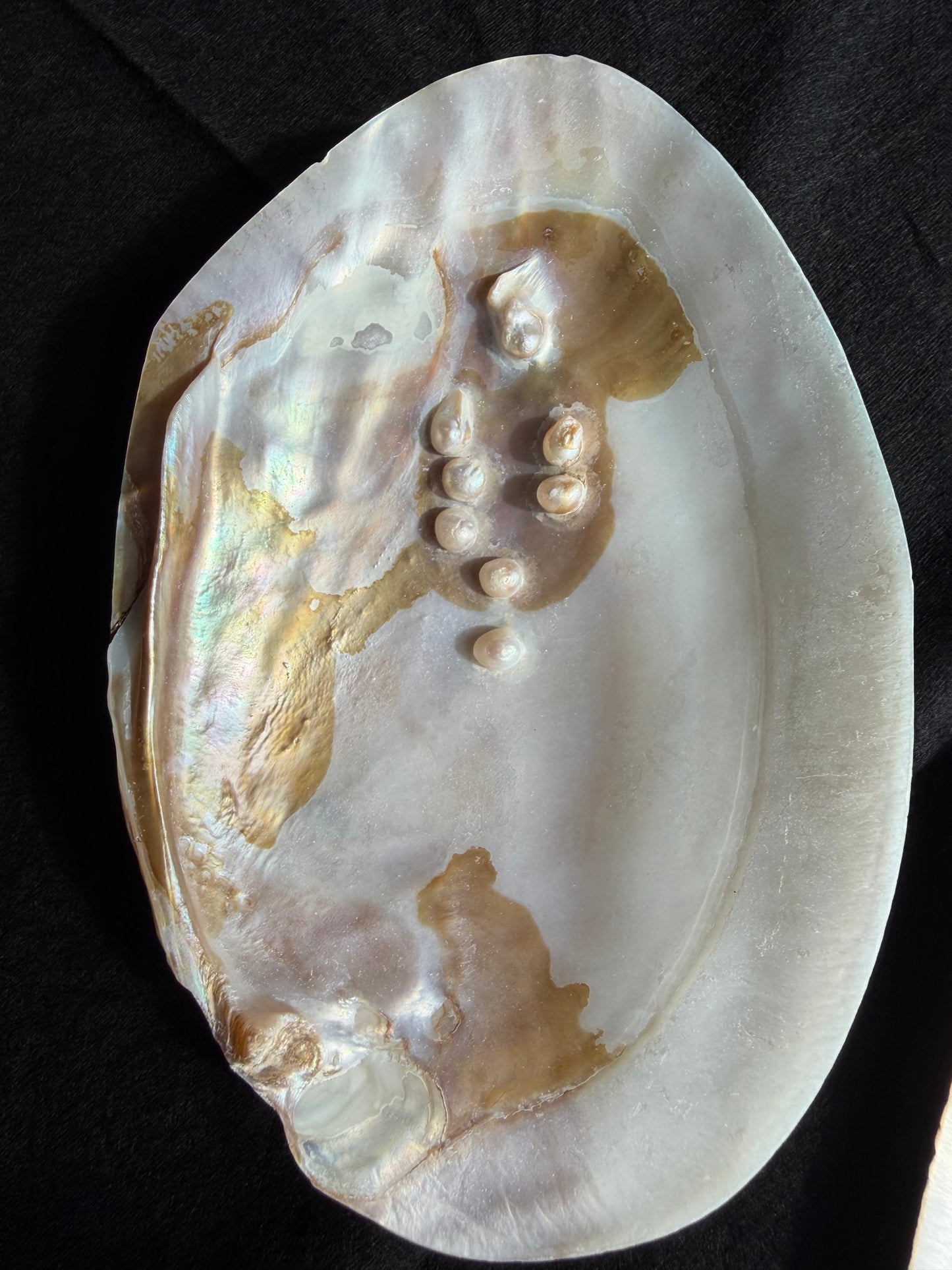 Pearlised Polished Shell