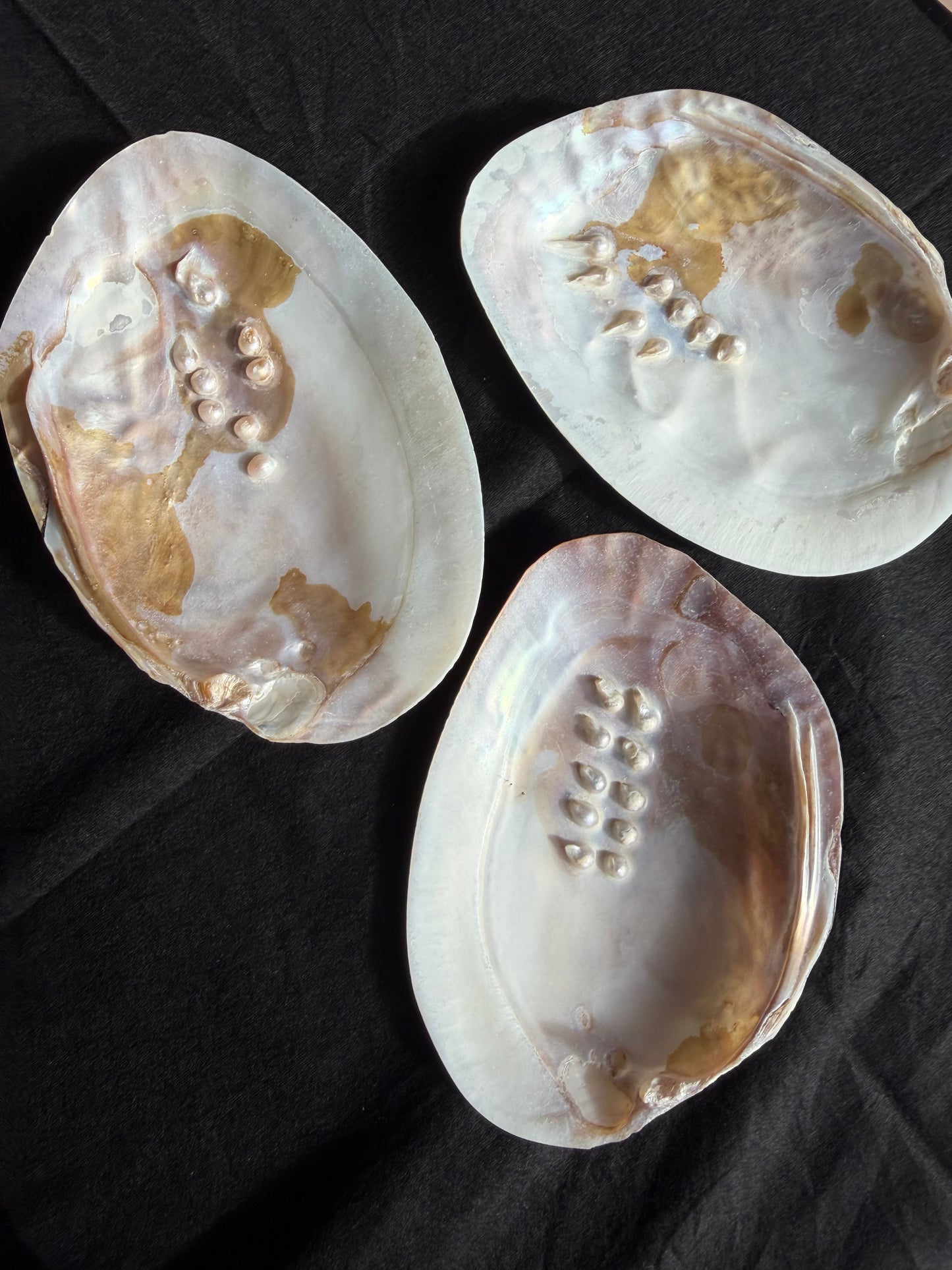 Pearlised Polished Shell