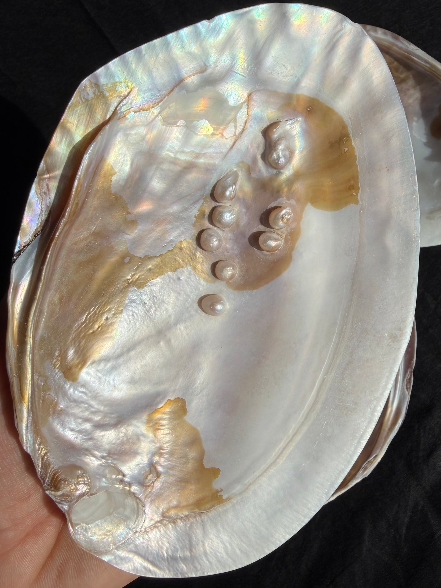 Pearlised Polished Shell