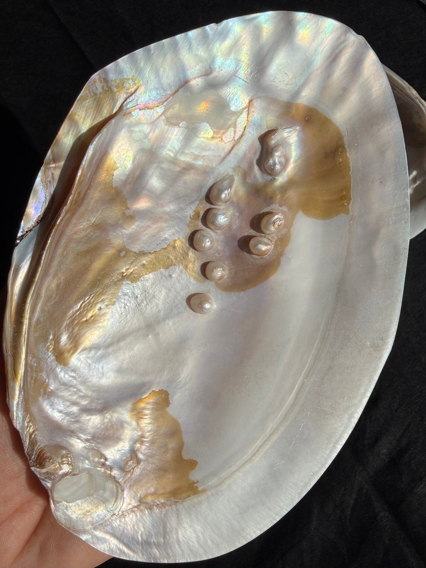 Pearlised Polished Shell