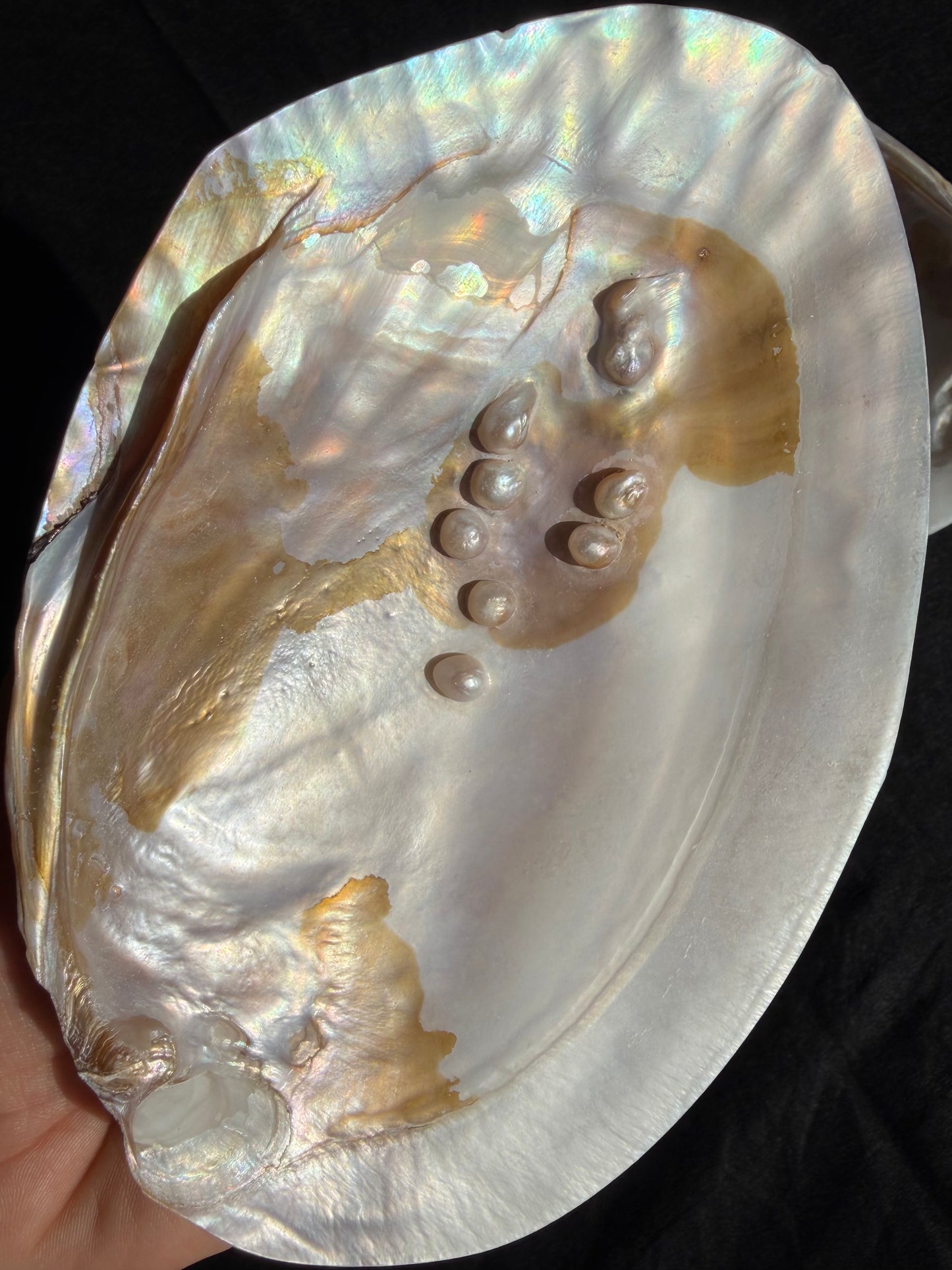 Pearlised Polished Shell